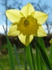 /gallery/=narcis.jpg
