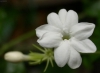 /gallery/jasminum_1.jpg