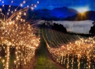 /gallery/vineyard.jpg